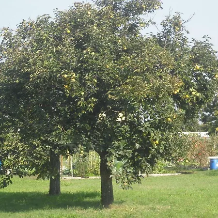 Casetta Bianca *