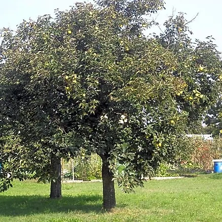 Casetta Bianca 3* 산 조반니 루페투투